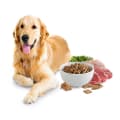 Dog Food🐶🐕